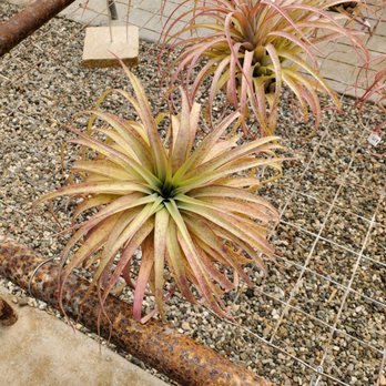 Airplant Alchemy - Home & Garden Near Me - Carpinteria, California