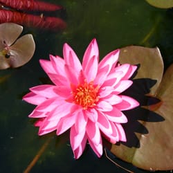 Current Aquatics - Hardy water lily from a formal raised garden pond in Philadelphia PA