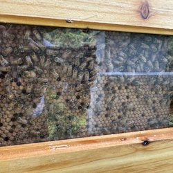 The Honey & Bee Connection - And as you can see his Queen's print like a Xerox machine
