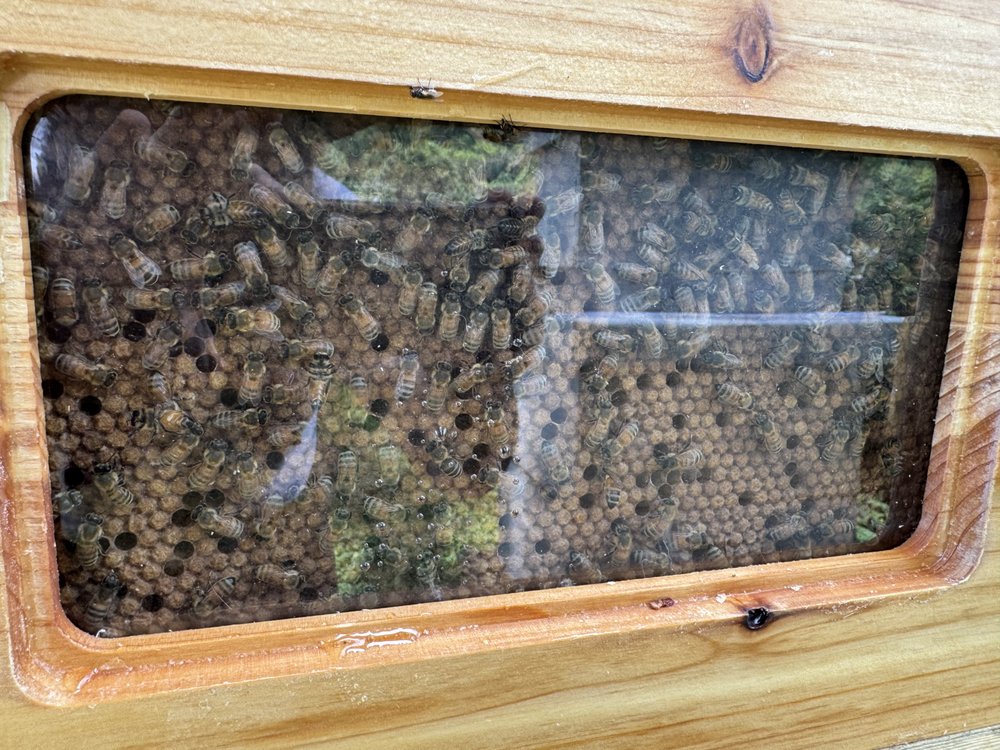 The Honey & Bee Connection Logo