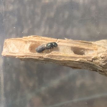 Shoreline Pest Solutions - Ant - Pest Control Near Me - Hatfield, Pennsylvania Shoreline Pest Solutions - Ant - Pest Control Near Me - Hatfield, Pennsylvania