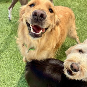 Camp 4 Dogs - Dog Walkers Near Me - San Marcos, California