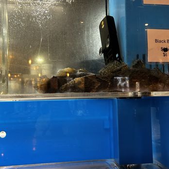 Peony Kitchen - Two large fish struggling to die - Chinese Near Me - Bellevue, Washington Peony Kitchen - Two large fish struggling to die - Chinese Near Me - Bellevue, Washington