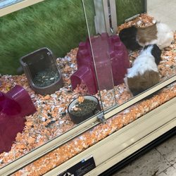 Collier Feed & Pet Supply - Got this from petsmart today and unfortunately, Collier Feeds Salinas have better guinea