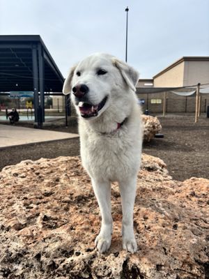 MUTTS Canine Cantina® - Austin by null