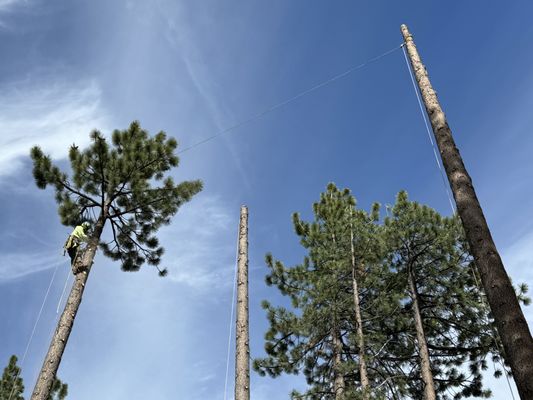 Tree Trimmimg - Tree trimming in the Carson-Tahoe Nevada area