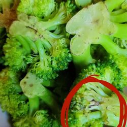 Yamas - moldy