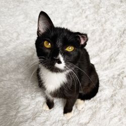 Northwest Animal Companions
