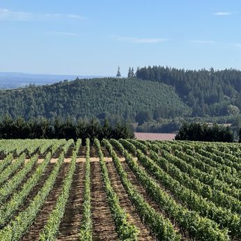 Black Walnut Inn & Vineyard - Their vineyard - Bed & Breakfast Near Me - Dundee, Oregon