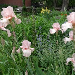 Jardin De Sparquette - May 2016