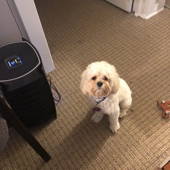 Pooch Parlor - Before his appointment he could barely see due to fur - Pet Groomers Near Me - Moncks Corner, South Carolina