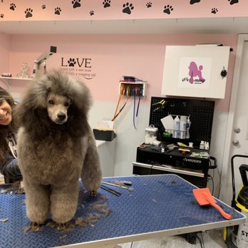 Grooming by Karen - Looking good Kenny...looking good. - Pet Groomers Near Me - Coopersburg, Pennsylvania Grooming by Karen - Looking good Kenny...looking good. - Pet Groomers Near Me - Coopersburg, Pennsylvania