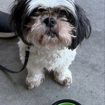Superior Pet Grooming - Before - Pet Groomers Near Me - Sacramento, California