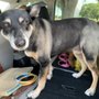 Photo of Linda's 4 Paws