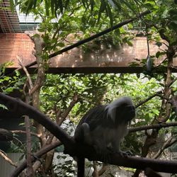 Bioparco