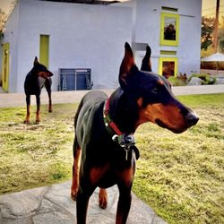 America’s Best Dog Trainers - The dogs