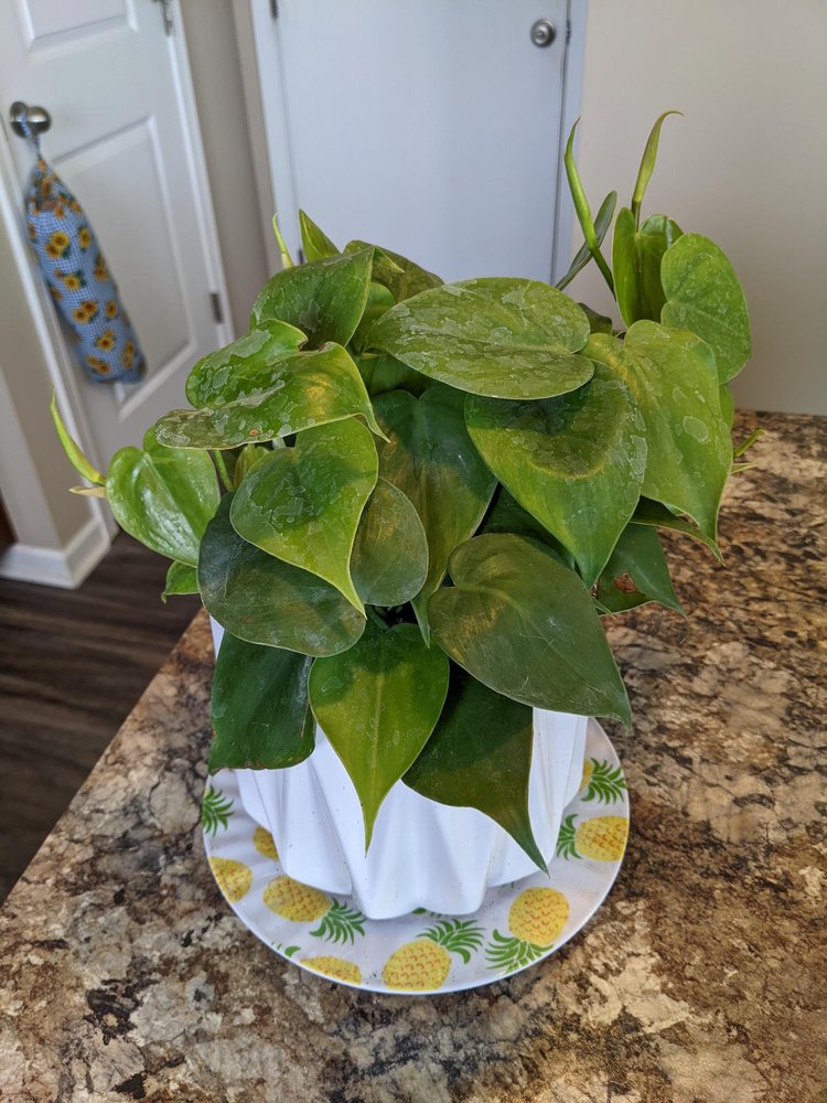 DEMONYE’S GREENHOUSE 128 Photos & 48 Reviews 2500 Airport Dr