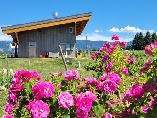 Grateful Vineyard by null