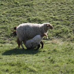 Schafe auf dem Deich - ..mit der Schauze klopfen und mit dem Steert der Mama ums Maul gehen