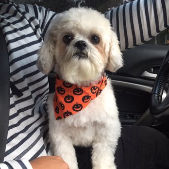 Dog Charm Studio - Pet Groomers Near Me - Scarsdale, New York Dog Charm Studio - Pet Groomers Near Me - Scarsdale, New York