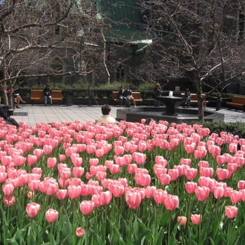 Strathmore Landscape Management - pink tulips - Landscaping Near Me - Lasalle, Quebec Strathmore Landscape Management - pink tulips - Landscaping Near Me - Lasalle, Quebec