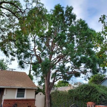 Cali Green Tree Experts - Podocarpus (after) - Tree Services Near Me