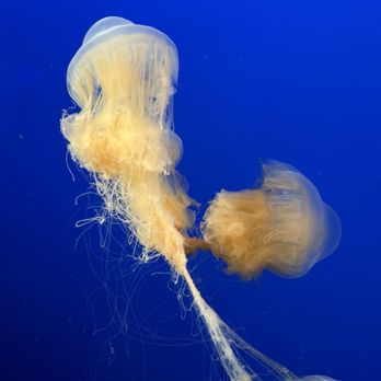 Monterey Bay Aquarium - Aquariums Near Me - Monterey, California