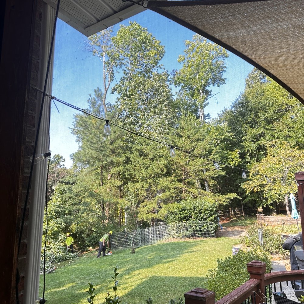 Bartlett Tree Experts - If you look hard you can see all 3 of the guys! - Tree Services Near Me - Charlotte, North Carolina Bartlett Tree Experts - If you look hard you can see all 3 of the guys! - Tree Services Near Me - Charlotte, North Carolina