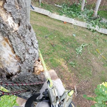 Woody's Tree Service - Tree is in bad shape, not fun to climb. - Tree Services Near Me - Rocky Mount, Virginia Woody's Tree Service - Tree is in bad shape, not fun to climb. - Tree Services Near Me - Rocky Mount, Virginia