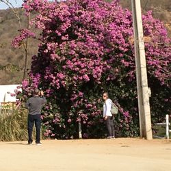 Lo Hornitos de Curacavi - Flowering tree