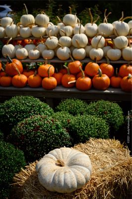 Montgomery Place Orchards by null