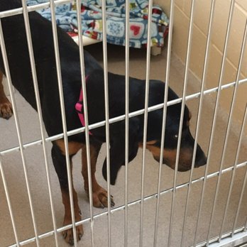 Dane County Humane Society - Saw Miss Gabby... - Animal Shelters Near Me - Madison, Wisconsin Dane County Humane Society - Saw Miss Gabby... - Animal Shelters Near Me - Madison, Wisconsin