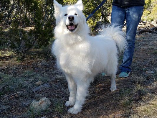 pet transporters near me