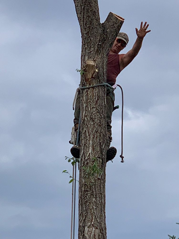 Arbor1 Tree & Shrub Service - tree service in Colorado Springs, CO