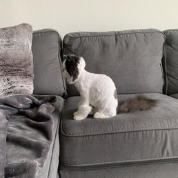 Lion cut! Lion cut!