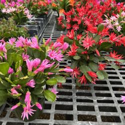 The Plant Haus - Spring blooming cactus