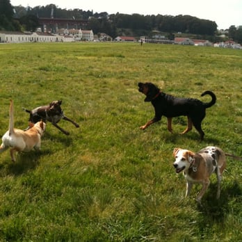 The Dog Wrangler - Trusty howling at Frida - Dog Walkers Near Me The Dog Wrangler - Trusty howling at Frida - Dog Walkers Near Me