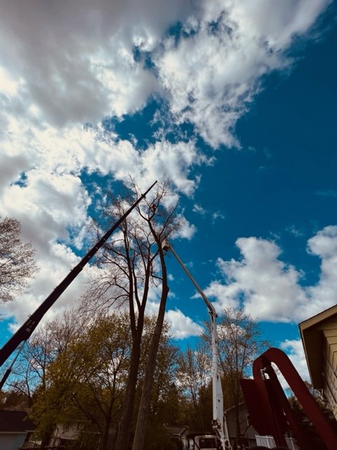 H A Irish Tree Service - tree service in Byron Center, MI