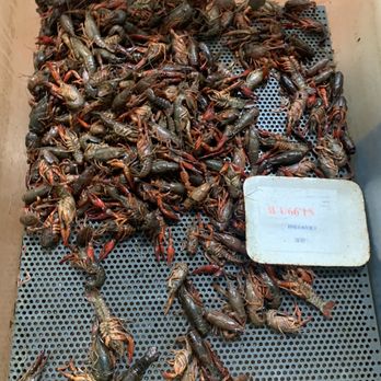 MD Oriental Market Brandon - Fresh crawfish, i adopted mine lol - International Grocery Near Me - Tampa, Florida MD Oriental Market Brandon - Fresh crawfish, i adopted mine lol - International Grocery Near Me - Tampa, Florida