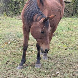 Lori Gruber Horsing Around - Lori posted this pic. Another emaciated working horses