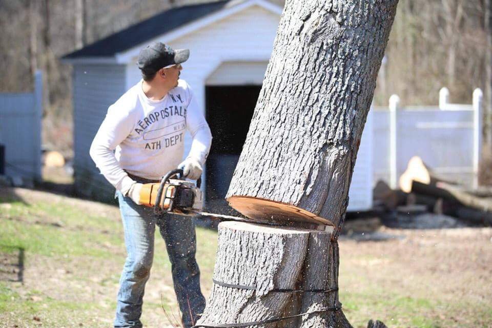 Cardona's Tree Services - tree service in Raleigh, NC