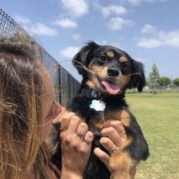 my pup Texas