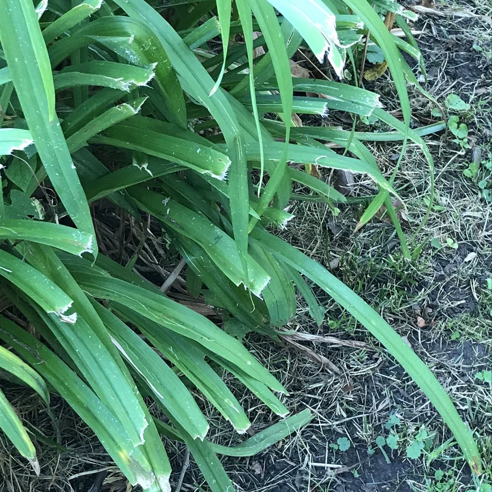 Happy Green Services - Looking a little rough around the edges. - Landscaping Near Me - Champaign, Illinois Happy Green Services - Looking a little rough around the edges. - Landscaping Near Me - Champaign, Illinois