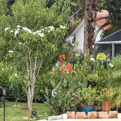Laguna Bay Nursery - They have made our Pool Area Beautiful