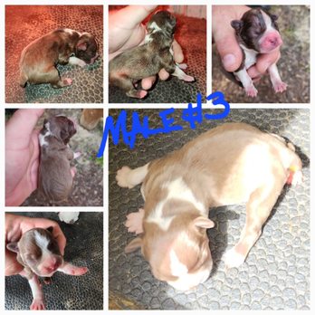 X' CALIBER BEAGLES - Pet Breeders Near Me - Jamesville, North Carolina