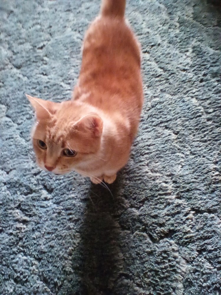 LEWIS VETERINARY CLINIC Updated September 2024 2324 Nc Highway 135