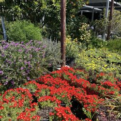 Buena Creek Nursery