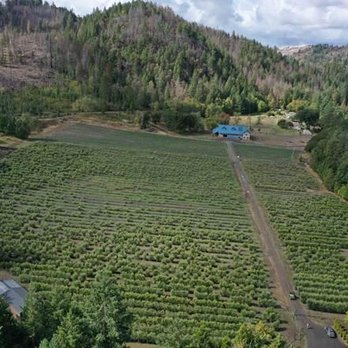 River Ranch Oregon Olive Oil - RIVER RANCH OLIVE ORCHARD, NEARLY 13 ACRES OF ARBOSANA AND ARBEQUINA OLIVES - Olive Oil Near Me - Glide, Oregon River Ranch Oregon Olive Oil - RIVER RANCH OLIVE ORCHARD, NEARLY 13 ACRES OF ARBOSANA AND ARBEQUINA OLIVES - Olive Oil Near Me - Glide, Oregon