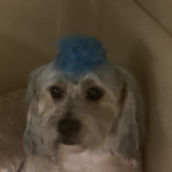 Clip In Time - Pet Groomers Near Me - Lakeland, Florida Clip In Time - Pet Groomers Near Me - Lakeland, Florida