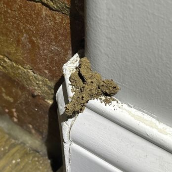 Michaels Pest Control - Termites appearing inside the home - Pest Control Near Me - Independence, Missouri Michaels Pest Control - Termites appearing inside the home - Pest Control Near Me - Independence, Missouri
